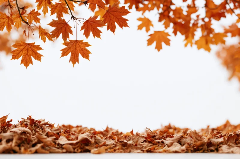 Autumn maple leaves arching over a pile of fallen foliage against a white background