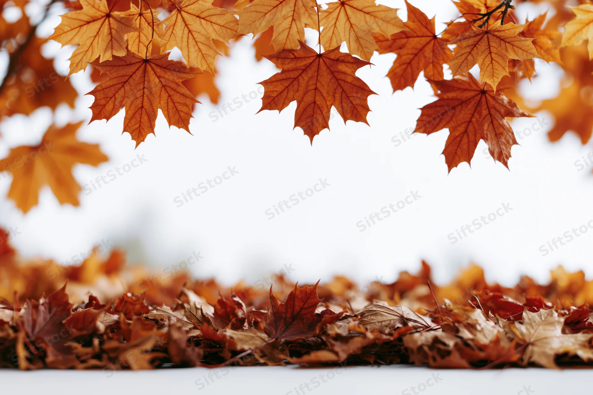 Maple leaves arching overhead with fallen foliage along the bottom edge against a white background