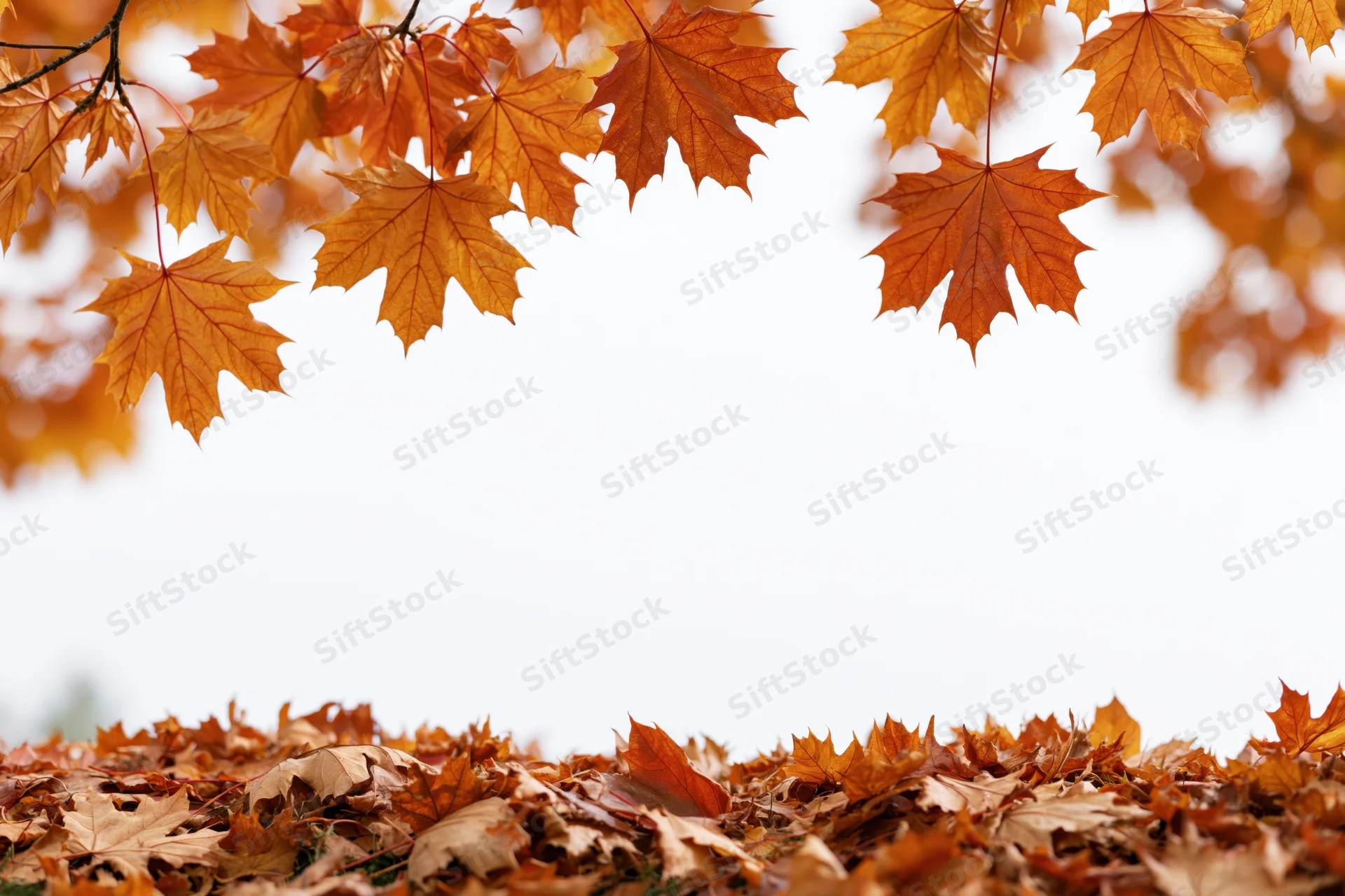 Maple leaves arching overhead with fallen foliage covering the ground in autumn
