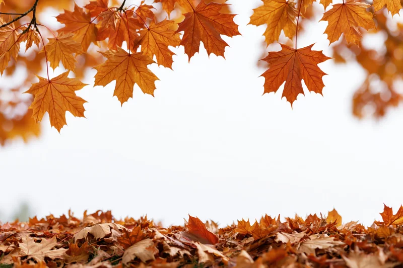 Maple leaves arching overhead with fallen foliage covering the ground in autumn