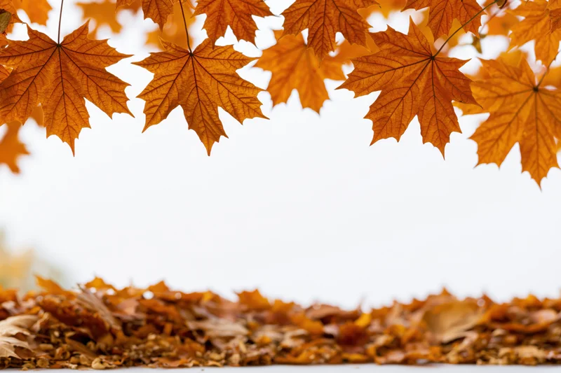 Maple leaves arching across the top and bottom of the frame with white copyspace in between