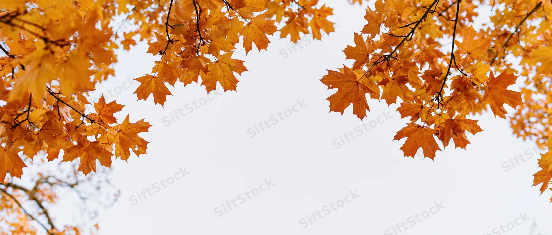 Maple branches with orange and golden leaves framing a clear sky overhead