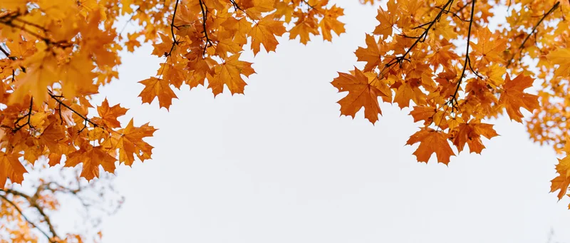 Maple branches with orange and golden leaves framing a clear sky overhead