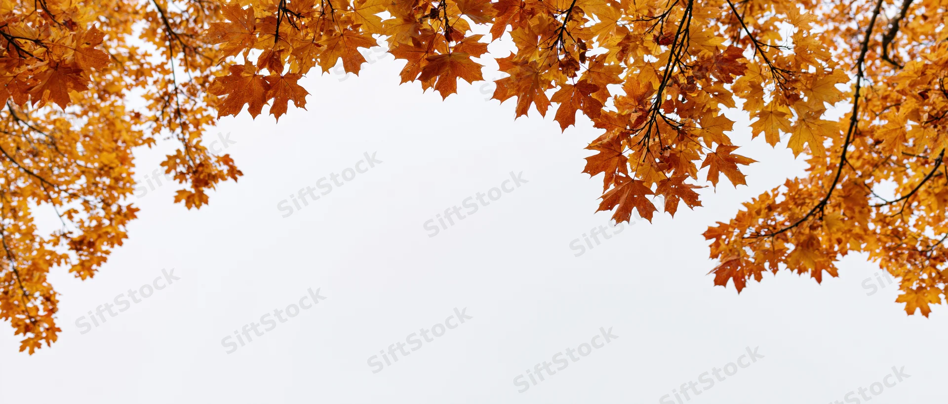 Autumn maple branches with orange and golden leaves framing a white sky background
