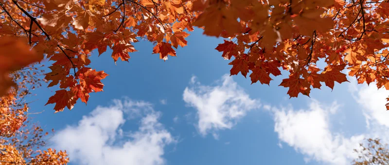 Autumn maple branches with orange and red leaves framing a blue sky with white clouds