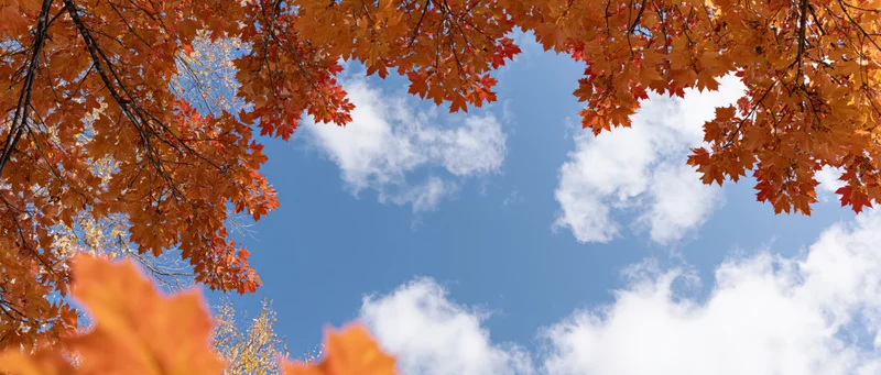 Autumn maple branches with orange and red leaves framing a blue sky with white clouds