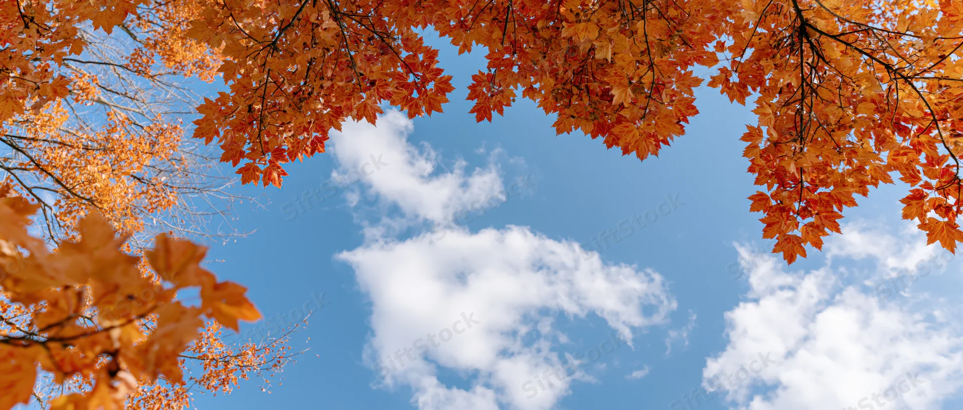 Autumn maple branches with orange and red leaves framing a blue sky with white clouds