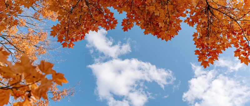 Autumn maple branches with orange and red leaves framing a blue sky with white clouds