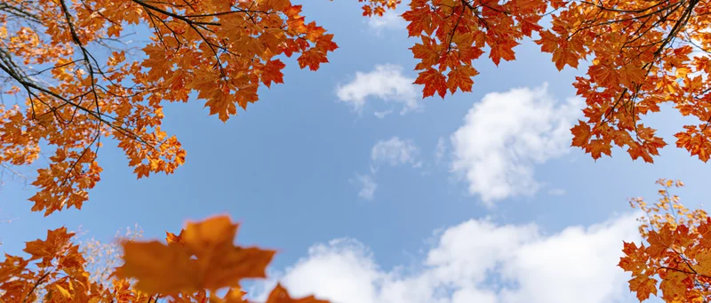 Autumn maple branches with orange and red leaves framing a blue sky with white clouds