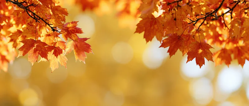 Maple branches with orange and red leaves framing the top of the image against a golden blurred background
