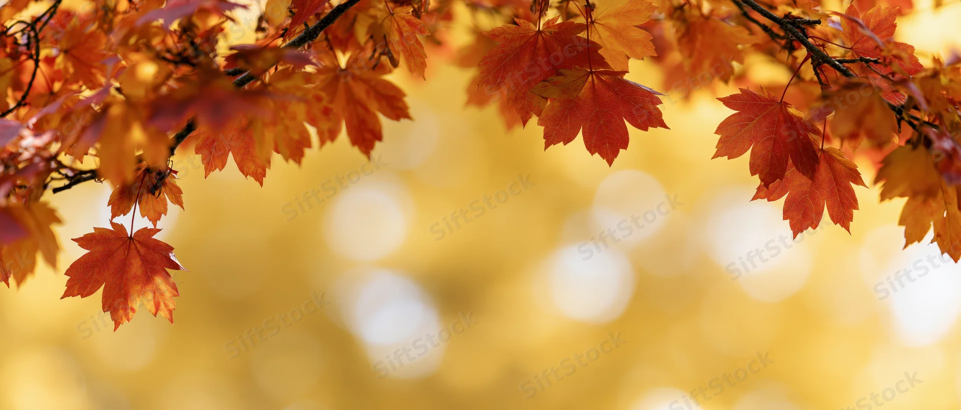 Maple branches with orange and red leaves framing the top of the image against a golden blurred background