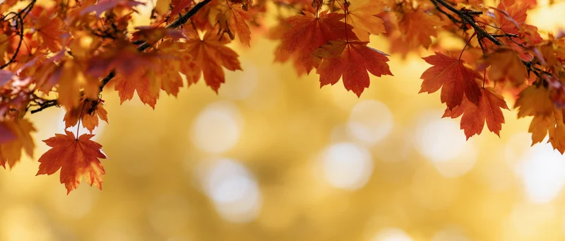 Maple branches with orange and red leaves framing the top of the image against a golden blurred background