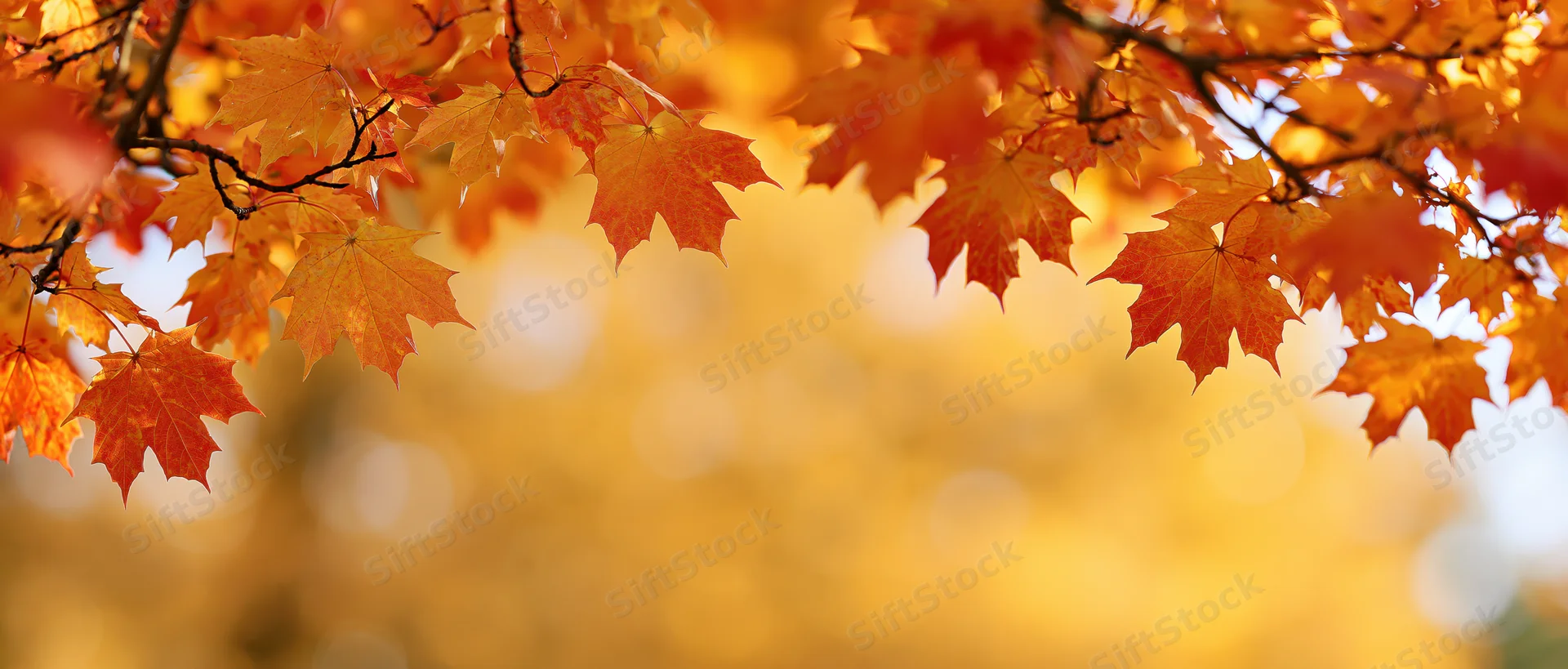 Maple branches with orange and red leaves framing the top of the image against a blurred golden background