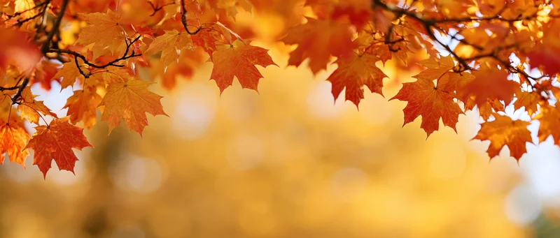 Maple branches with orange and red leaves framing the top of the image against a blurred golden background