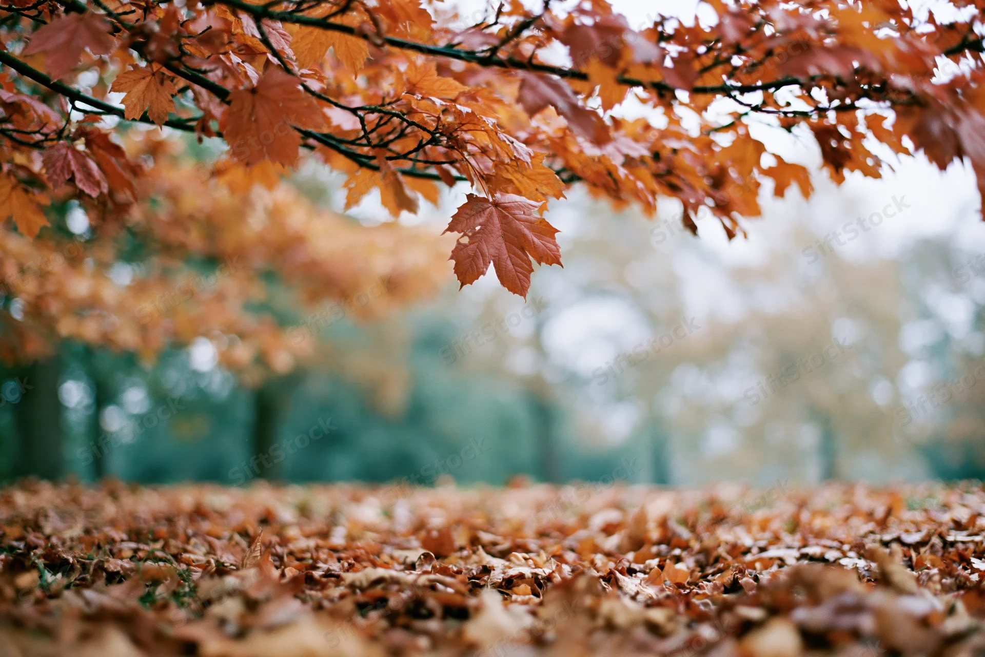 Autumn maple branches with orange leaves framing a forest floor covered in fallen foliage