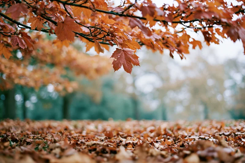 Autumn maple branches with orange leaves framing a forest floor covered in fallen foliage