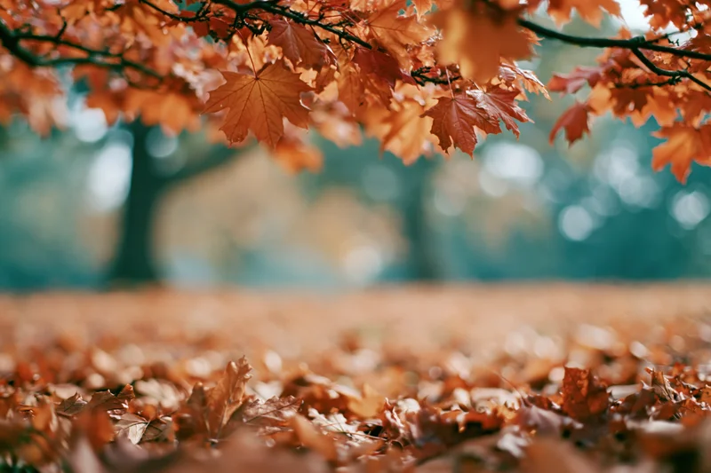 Autumn maple branches with orange and red leaves framing the view over a carpet of fallen leaves on the forest floor