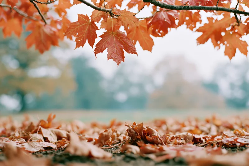 Maple branches with orange and red leaves framing a ground covered in fallen foliage in an autumn park