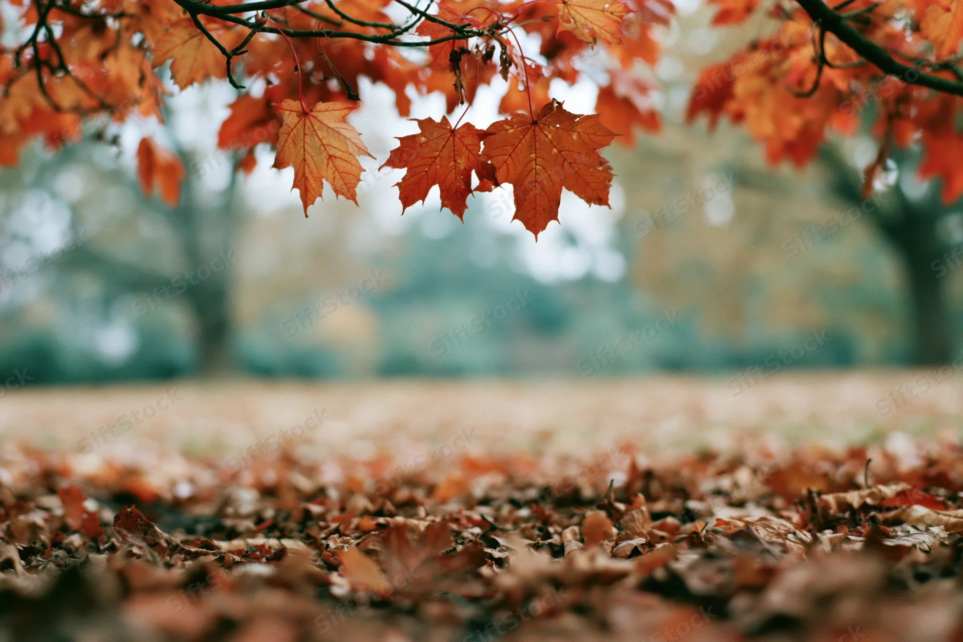 Maple leaves hanging above a carpet of fallen foliage in a park during autumn