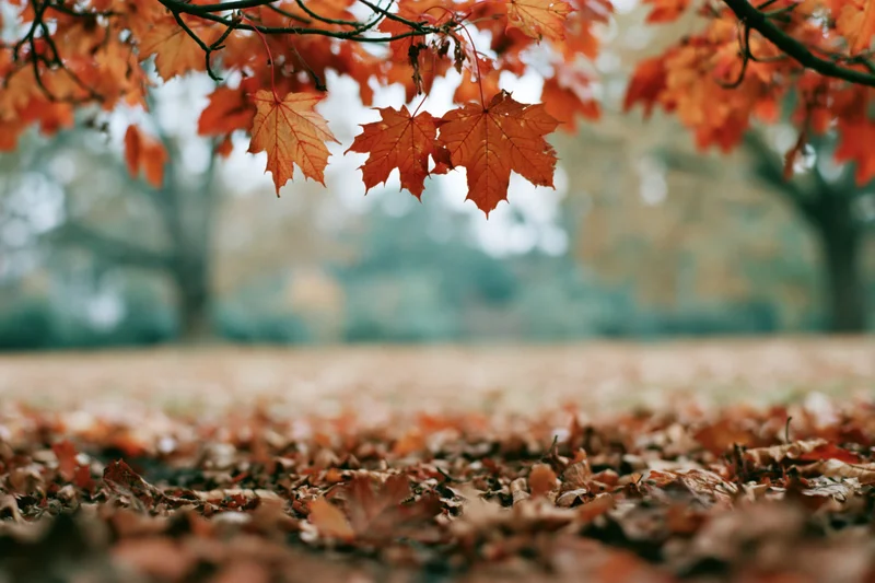 Maple leaves hanging above a carpet of fallen foliage in a park during autumn