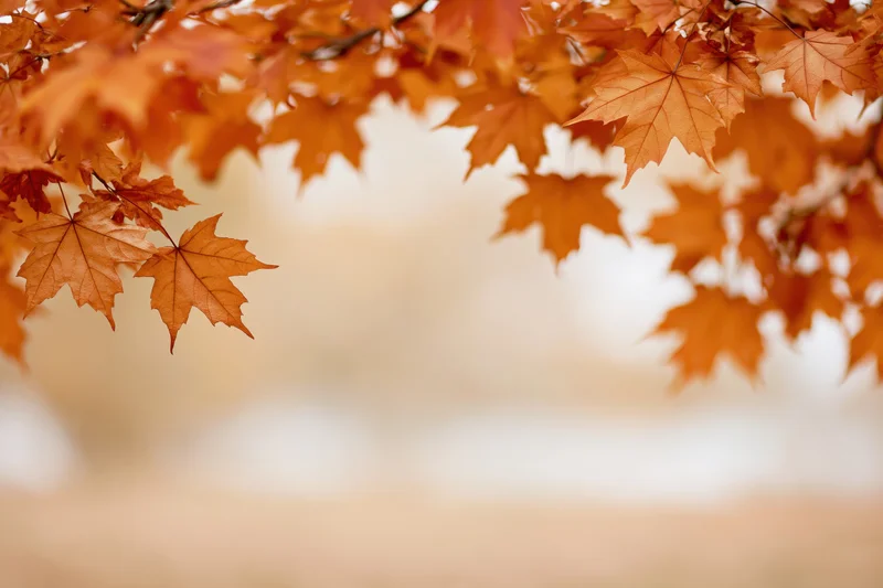 Maple leaves in autumn colors framing a soft-focus background with copyspace