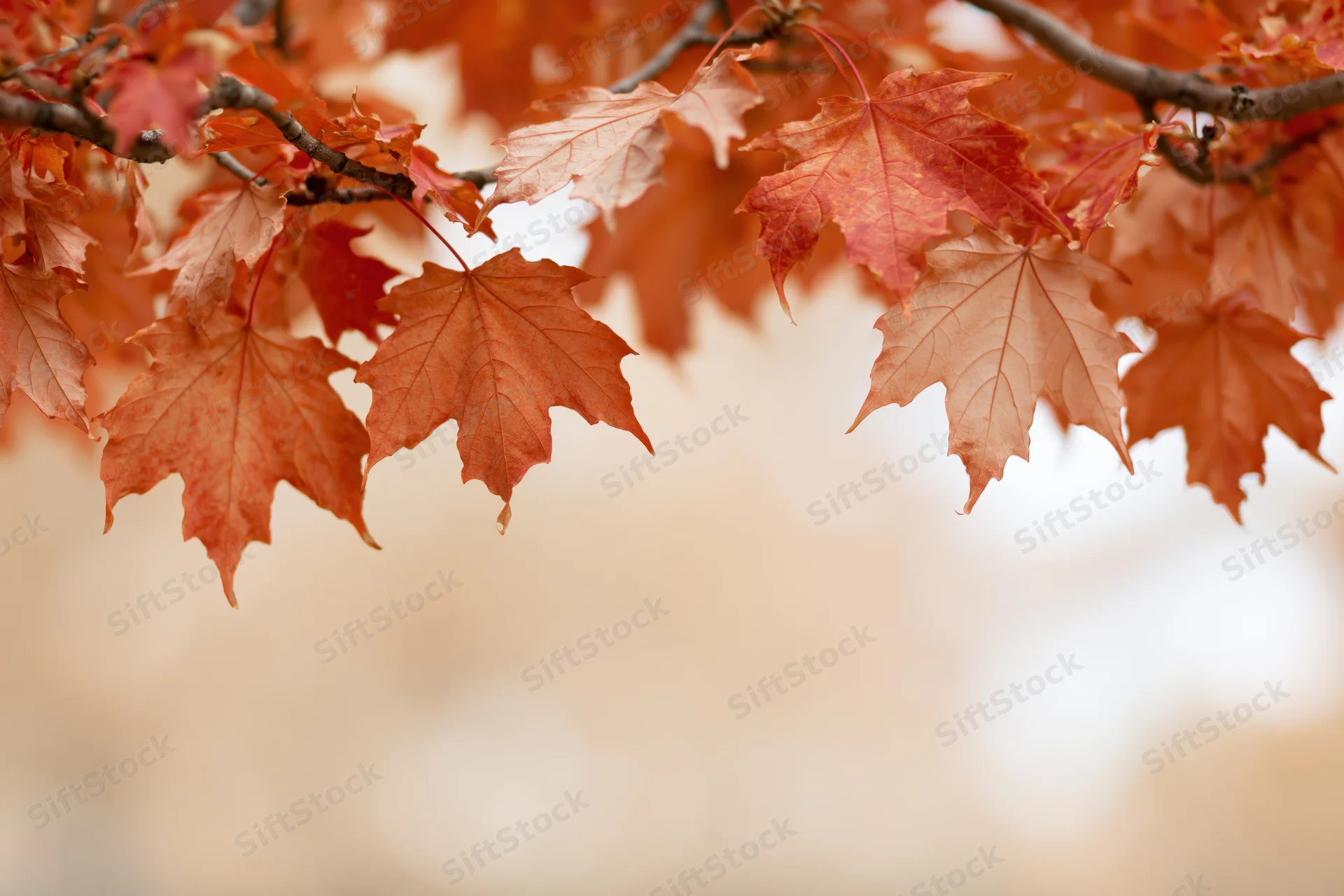 Maple leaves in autumn colors framing the top of the image with blurred background