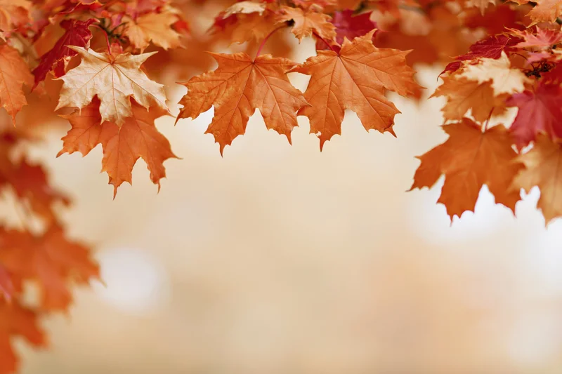 Maple leaves in autumn colors framing the image with a soft blurred background