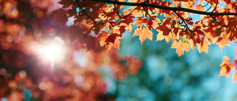 Maple branches with orange and red leaves backlit by sunlight against a blue sky