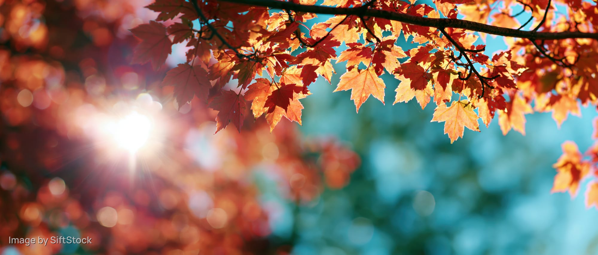 Maple branches with orange and red leaves backlit by sunlight against a blue sky
