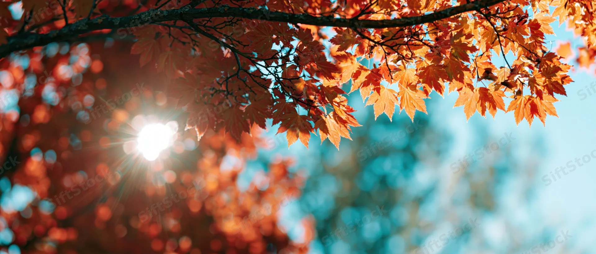Maple branches with orange and red leaves against a bright blue sky with sunlight shining through