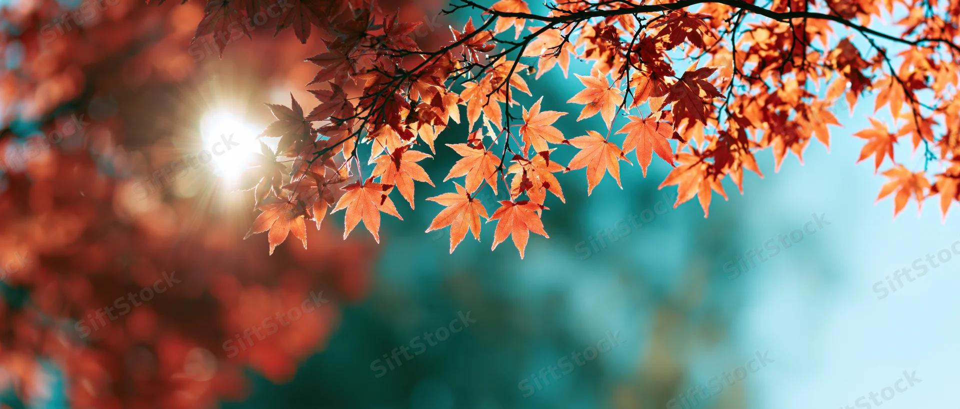 Maple branches with orange and red leaves hanging against a blue sky with sunlight shining through