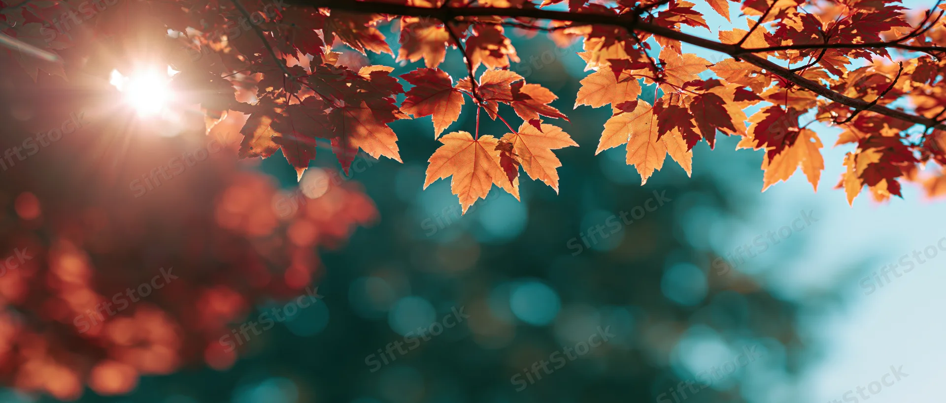Maple leaves in autumn colors hanging from branches with sunlight shining through against a blurred blue sky background