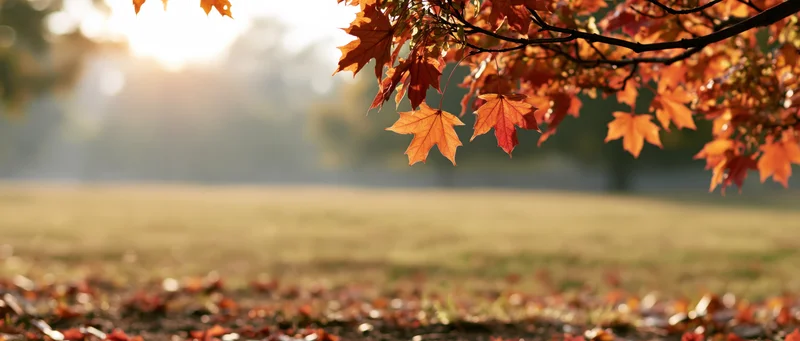 Maple branches with orange and red leaves over a grassy field in autumn light