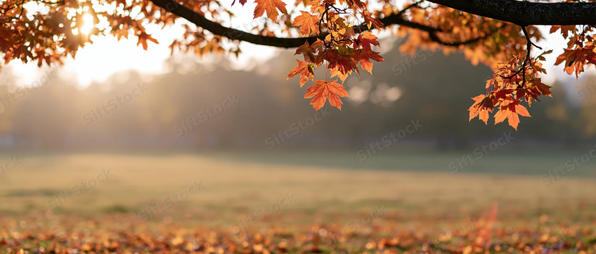 Maple branches with orange and red leaves over a grassy field at sunrise