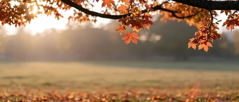 Maple branches with orange and red leaves over a grassy field at sunrise