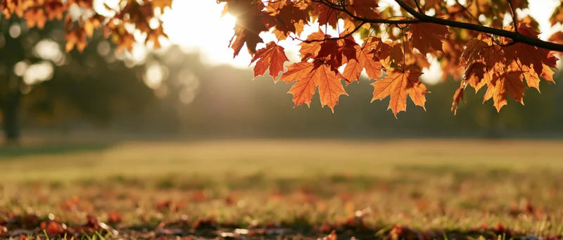 Maple branches with orange and red leaves over a grassy field at sunrise