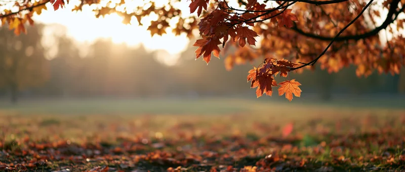 Maple branches with orange and red leaves over a grassy field at sunrise in autumn