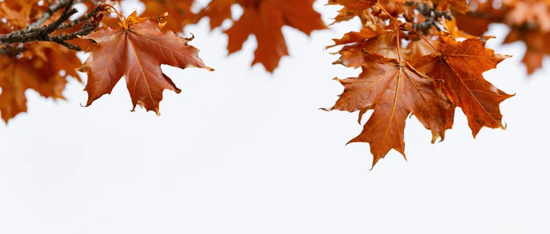 Autumn maple branches with orange and rust-colored leaves against a white background