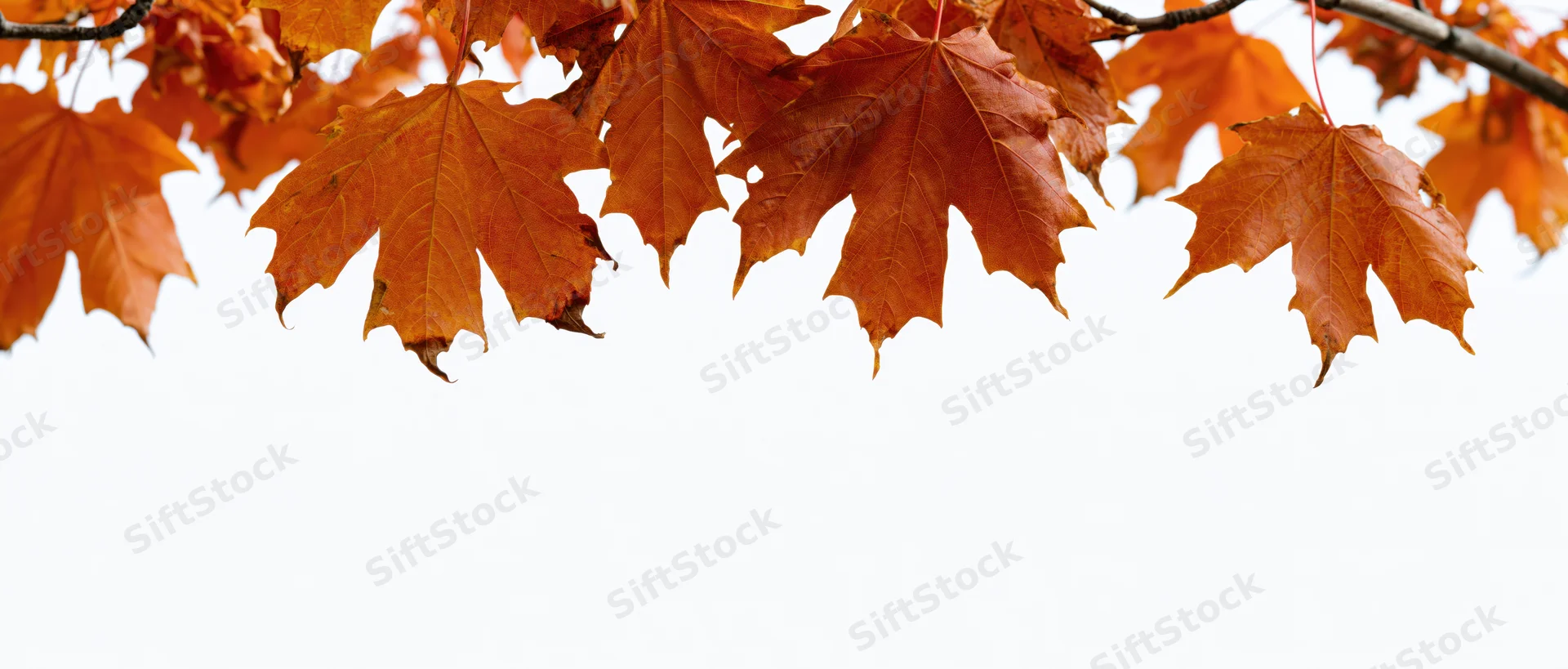 Autumn maple leaves hanging from branches against white background with copyspace below