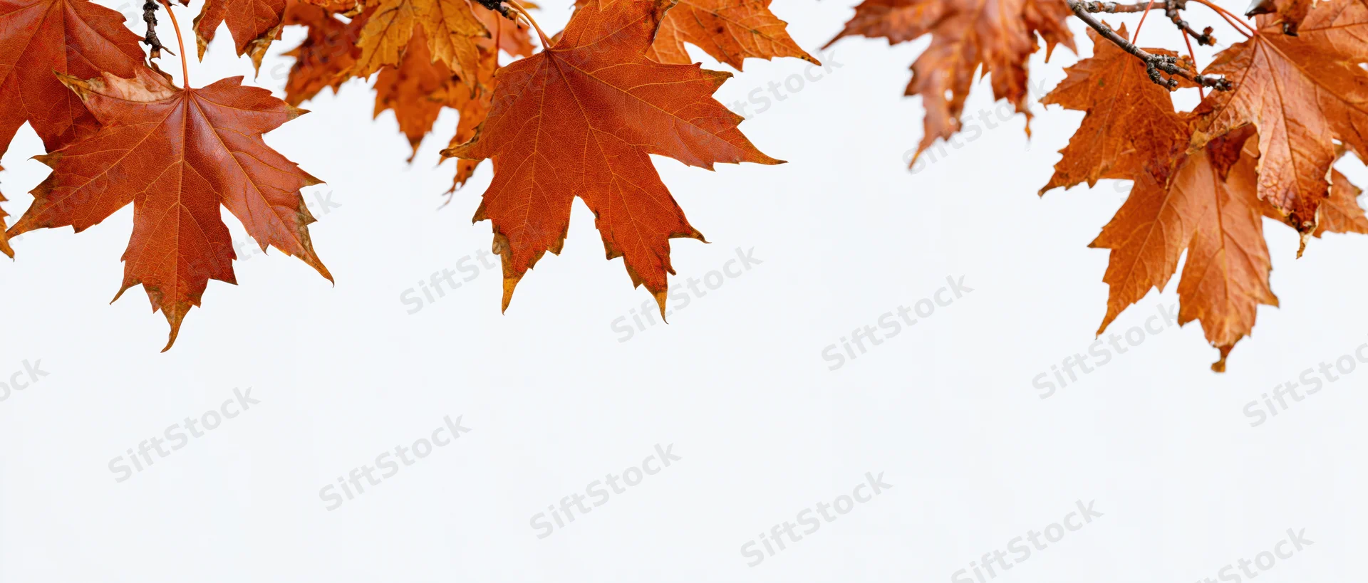 Autumn maple leaves hanging over white background with copyspace