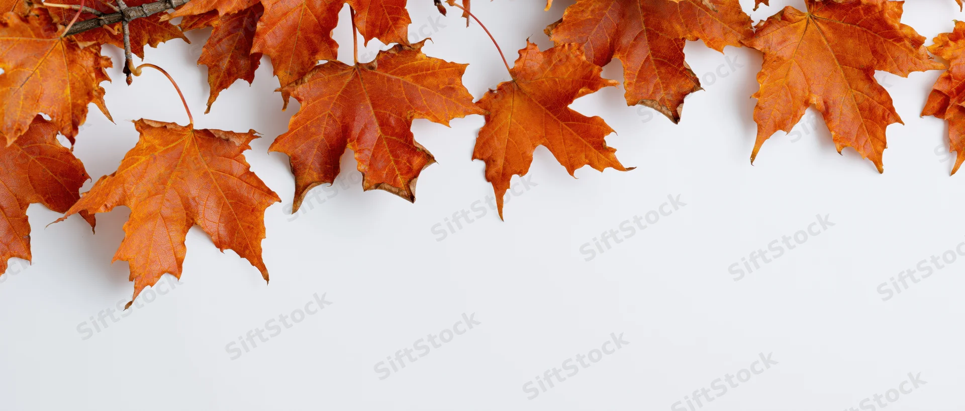 Autumn maple leaves arranged along the top edge of a white surface with copyspace below