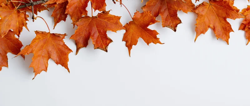 Autumn maple leaves arranged along the top edge of a white surface with copyspace below