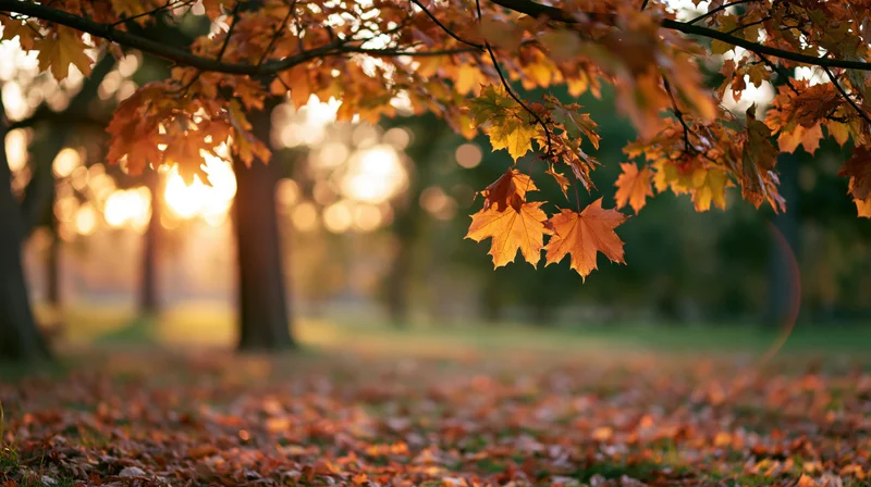 Maple branches with orange and yellow leaves hanging over a carpet of fallen foliage in a park at sunset