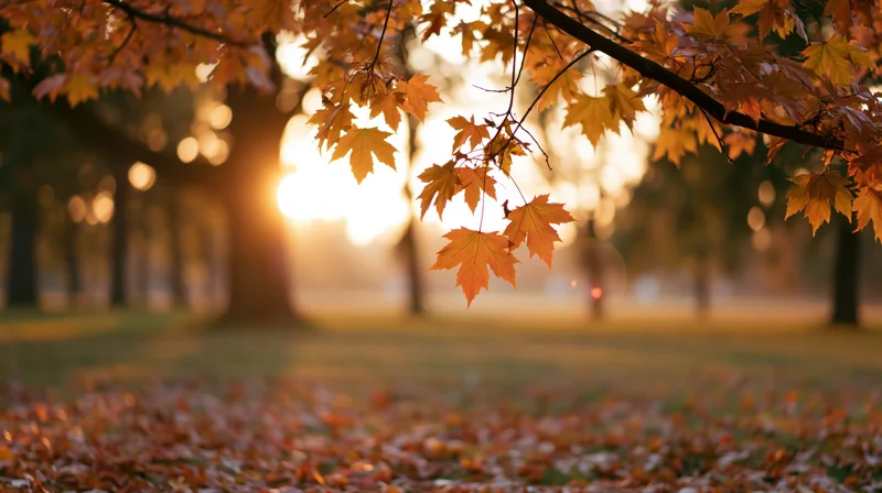 Maple branches with orange and yellow leaves hanging over a carpet of fallen foliage in a park at sunset