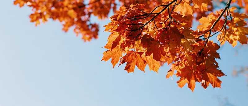 Maple branches with orange red and yellow leaves against a clear blue sky