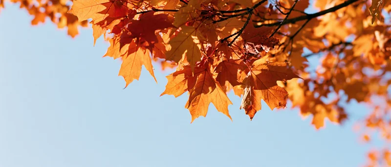 Maple leaves in autumn colors against a clear blue sky