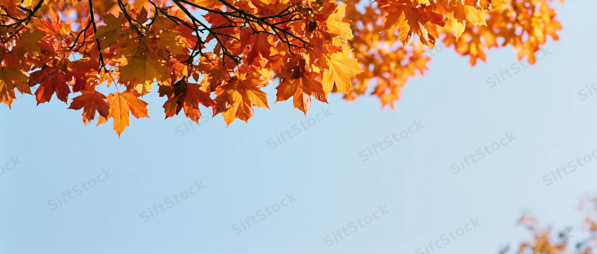 Maple branches with orange red and yellow leaves against a clear blue sky