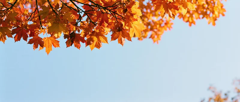 Maple branches with orange red and yellow leaves against a clear blue sky