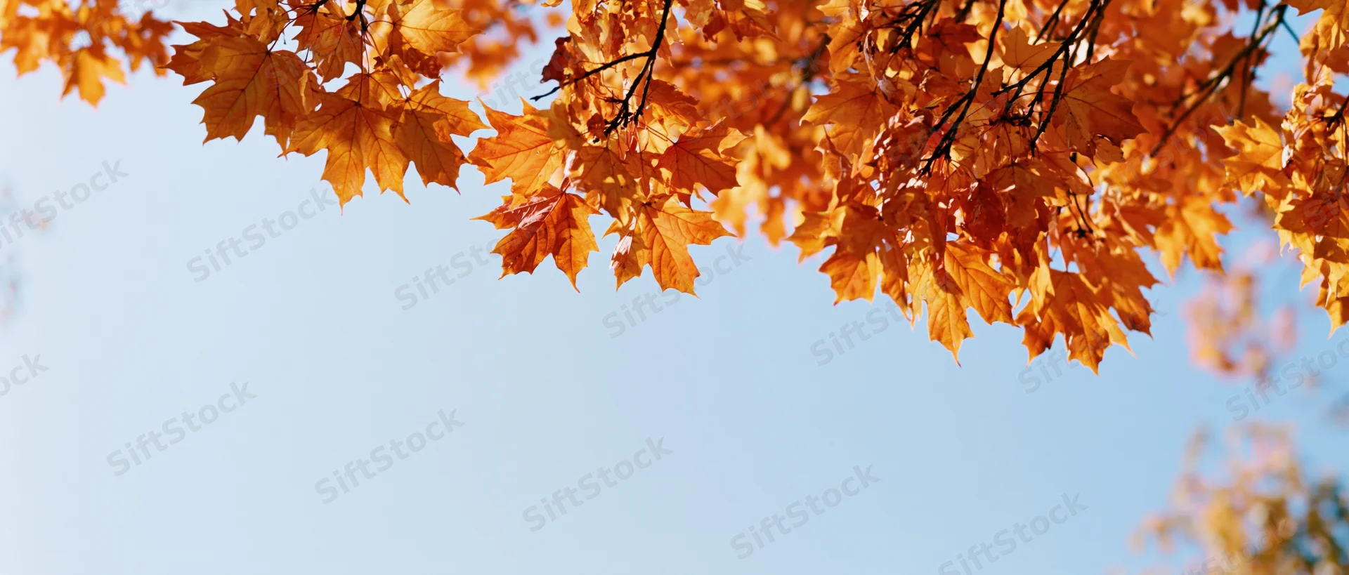 Maple branches with orange red and yellow leaves against a clear blue sky