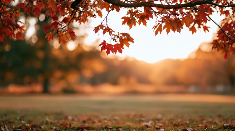 Autumn maple branches with red and orange leaves framing a golden sunset over a grassy field